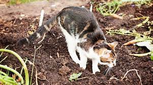 katzenkot im garten ist ein argernis und kann die gesundheit gefahrden lesen sie unsere tipps mit welchen massnahmen sie katzen fe garten katzen katzengarten