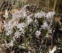 Image result for Scilla benguellensis