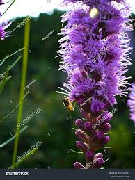 Image result for Callilepis laureola