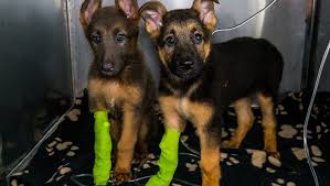 The sooner you catch the early signs of the virus in puppies so how do you know if your dog has parvo? Parvovirus In Dogs Symptoms Causes Treatments Dogtime