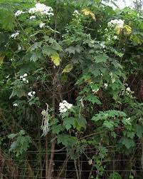 Lugar de flecheros cazadores de venados; Montanoa Hibiscifolia