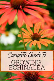 All About Growing Echinacea Echinacea How To Dry Oregano Gardening For Beginners