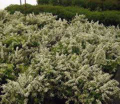 Image result for Spiraea thunbergii