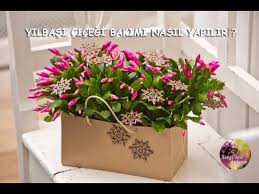 Yilbasi Cicegi Bakimi Nasil Yapilir How To Care Christmas Cactus English Cc Youtube