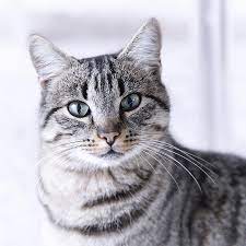 Curious Tabby Grey Tabby Cats Tabby Cat Grey Cats