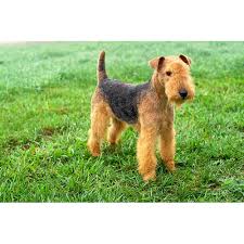 Our responsibility is to preserve and protect the lakeland terrier. Lakeland Terrier Dog Breeds Dog Com