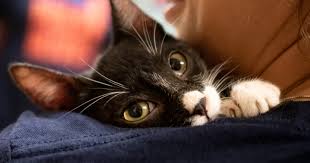 These could be the best safe house ideas for pets and homeless animals. Austin Pets Alive Available Cats