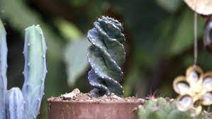 We did not find results for: Cactus Espiral Caracteristicas Y Trasplante Jardinatis