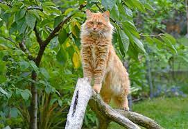 The term big cat is typically used to refer to any of the five living members of the genus panthera, namely the lion, tiger, jaguar, leopard, and snow leopard. Own Feed Especially For Large Cats Vigor Sage