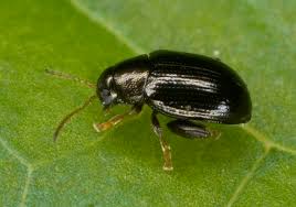 Image result for Dewevrella cochliostema