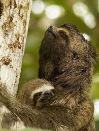 6 Different Types Of Sloths In The Rainforest With Pictures And Facts Cute Sloth Pictures Sloth Cute Baby Sloths