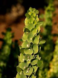 Image result for Moluccella