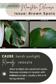 Maybe you would like to learn more about one of these? Monstera Remedy For Brown Spots Monstera Brown Spots Monstera Leaf