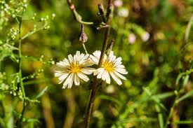 Image result for Lactuca indica