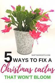 Floriculture And Landscape Gardening Pdf Christmas Cactus Plant Christmas Cactus Care Christmas Plants