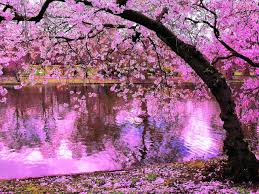 Maybe you would like to learn more about one of these? Free Download Beautiful Nature 3d Hd Images And Photos Wallpapers For 1280x960 For Your Desktop Mobile Tablet Explore 29 Beautiful 3d Wallpapers Of Nature Beautiful 3d Wallpapers Of Nature
