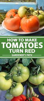 How To Make Homegrown Tomatoes Turn Red Gardener S Path Ripen Green Tomatoes Green Tomatoes How To Ripen Tomatoes