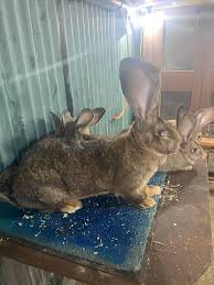 They are considered the largest rabbits in the world and very popular with fabulous personalities. Continental Giant Rabbit Uk Home Facebook