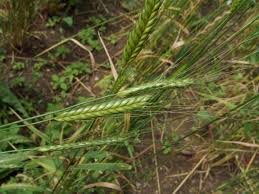 Image result for Danthoniopsis viridis