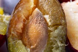Check spelling or type a new query. Do Plums Go Bad