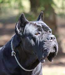 Black Pearl Cane Corso Cane Corso Breeders Cane Corso Puppies Black Cane Corso Cane Corso King Corso Dog
