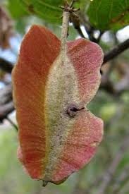 Image result for Combretum kraussii