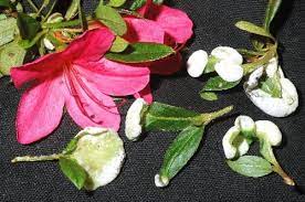 Pin On Gardening