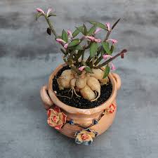 Image result for Monadenium crenatum