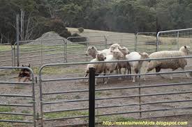 澳洲悉尼 农场 一 calmsley hill city farm horses animals australia