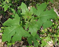 Image result for Leptochloa uniflora