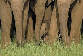 Free for commercial use no attribution required high quality images. Asian Elephant Hd Wallpapers Free Download Wallpaperbetter