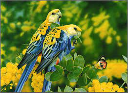 See more ideas about pet birds, eagle pictures, beautiful birds. Beautiful Birds Wallpapers Top Free Beautiful Birds Backgrounds Wallpaperaccess