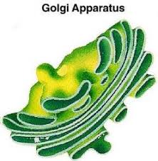 Nuclear envelope (also called nuclear membrane). 12 Cell Project Ideas Cells Project Animal Cell Cell