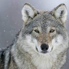 Wolverhampton wanderers football club (/ˌwʊlvərˈhæmptən/ (listen)), commonly known as wolves, is a professional association football club based in the city of wolverhampton in the west midlands. Belgium S First Sighted Wolf In A Century Feared Killed By Hunters Wildlife The Guardian