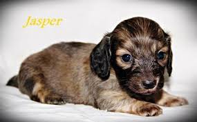 For sale is a six month issabella and tan mini dachshund for two hundred lexi's doxies has two beautiful litters of miniature dachshund puppies available! Dachshund Puppies For Sale Wisconsin