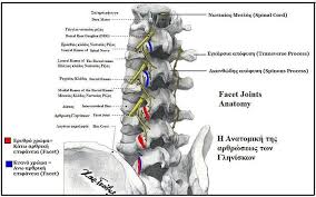 Sep 12, 2016 · facet joints in your spine are the ones that help make your back more flexible. Facet Joint Syndrome Physiopedia