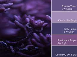 Get sample codes, similar colors and more in this page. African Violet Review By Laura Rugh Rugh Design