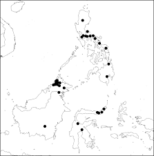Image result for Gouania tiliifolia