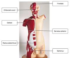 Stand in front of a mirror and find each of the muscles shown. A P Lab Test 2 Flashcards Quizlet