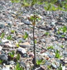 Image result for Capsella