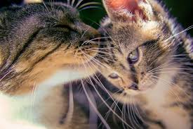 What S The Secret Behind Feline Head Butts Cat Facts Introducing A New Cat Tabby Cat