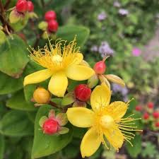 Image result for Hypericum