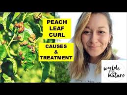 Maybe you would like to learn more about one of these? Peach Leaf Curl Organic Treatment Feat Wylde By Nature Youtube