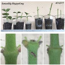 Ia selalunya dimakan sebagai ulam dan juga digunakan sebagai ubat tradisional. Bangun Bangun Plectranthus Amboinicus