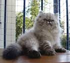 Himalayan Kittens For Sale In Virginia