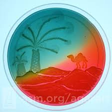 To register for the design contest, candidates will have to follow these steps: Asm Agar Art Contest Previous Winners Asm Org