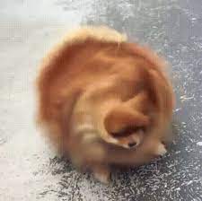 237 Gifs Songs Gifs With Sound On Patreon Cute Baby Animals Dogs Cute Funny Animals