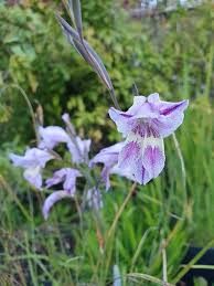 Image result for Gladiolus decoratus