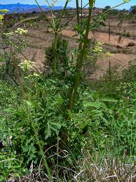 Image result for Afroligusticum claessensii