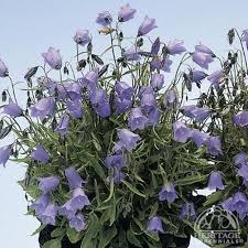 Check spelling or type a new query. Plant Profile For Campanula Cochlearifolia Advance Blue Fairy Thimble Bellflower Perennial